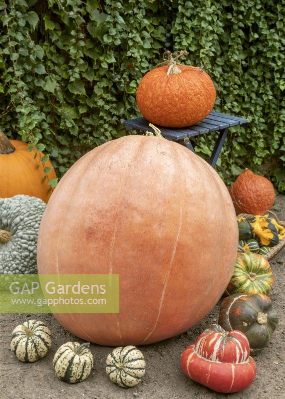 Pumpkin mix with Cucurbita maxima, autumn October