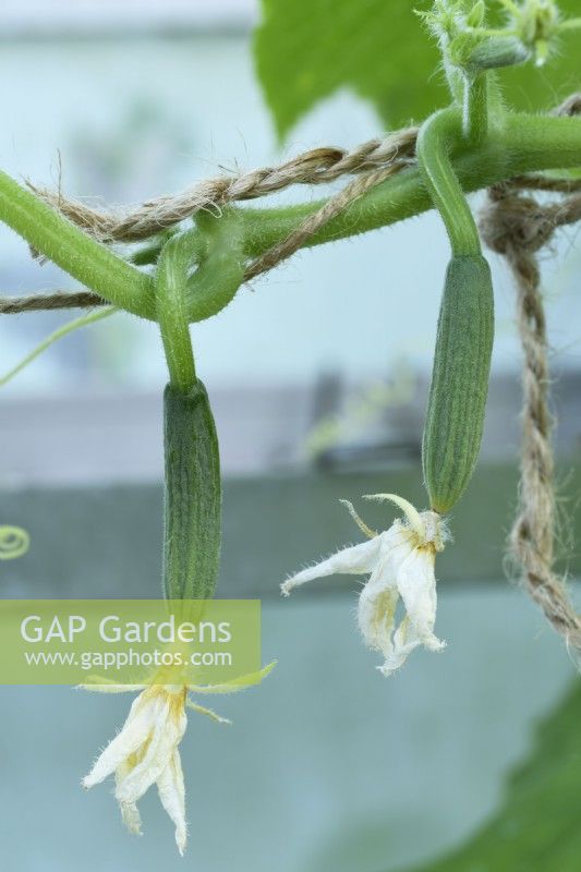 Cucumis sativus  'Mini Munch'  Young cucumbers in greenhouse  All female F1 Hybrid  July