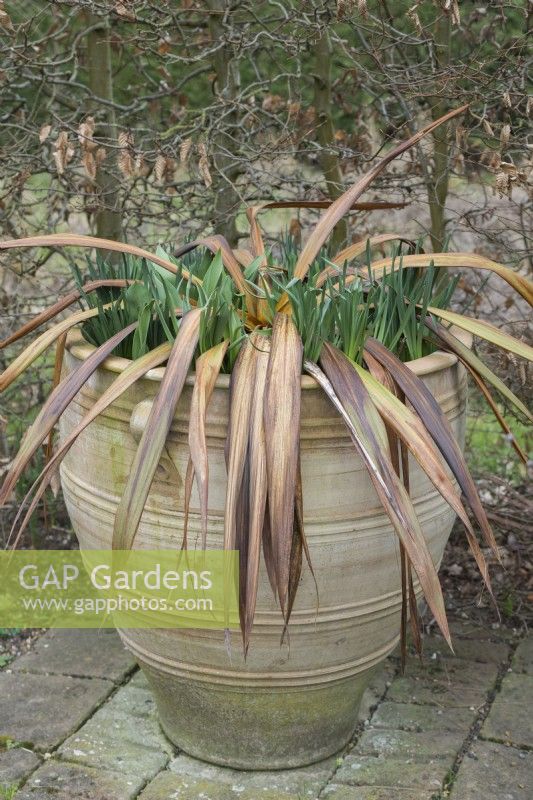 Cordyline indivisa - mountain cabbage tree in a container showing severe damage after unusually cold winter temperatures. February