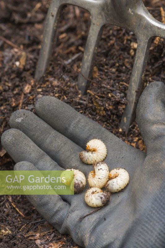 Man holding group of Rose chafer grubs found when digging out garden compost heap. Cetonia aurata. January.
