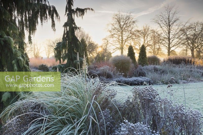 Chamaecyparis lawsoniana 'Dik's Weeping' in mixed border in frost, December. 