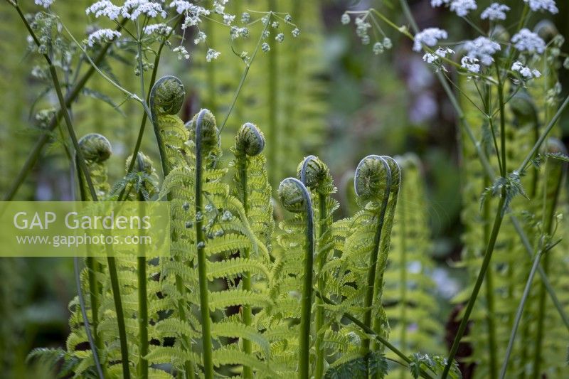 Matteuccia struthiopteris, Ostrich fern with cow parsley in shady woodland