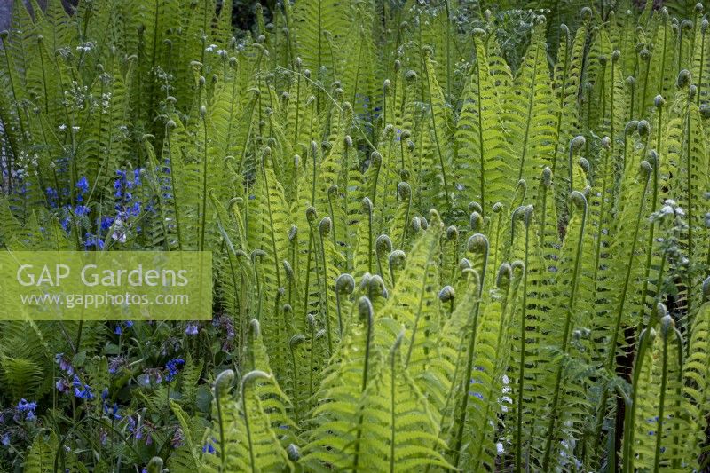 Matteuccia struthiopteris, Ostrich fern with cow parsley and bluebells in shady woodland