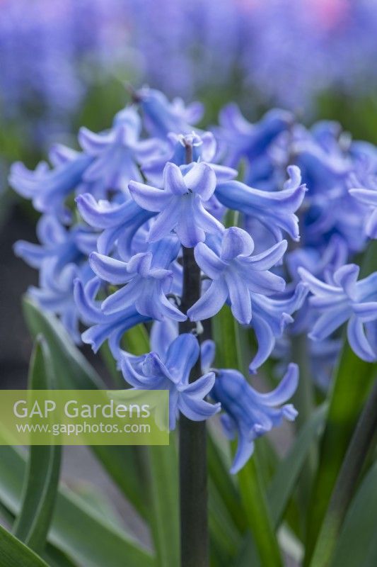 Hyacinthus orientalis 'Grand Lilas'. Closeup of a heritage hyacinth 
variety dating from 1830. March