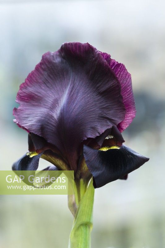 Iris atropurpurea - Coastal iris. Closeup of flower in cultivation. Rare iris native to Israel and Palestine. March.