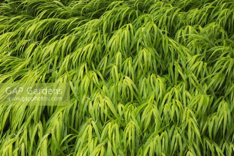 Hakonechloa macra 'Aureola' - Perennial Grass in summer.