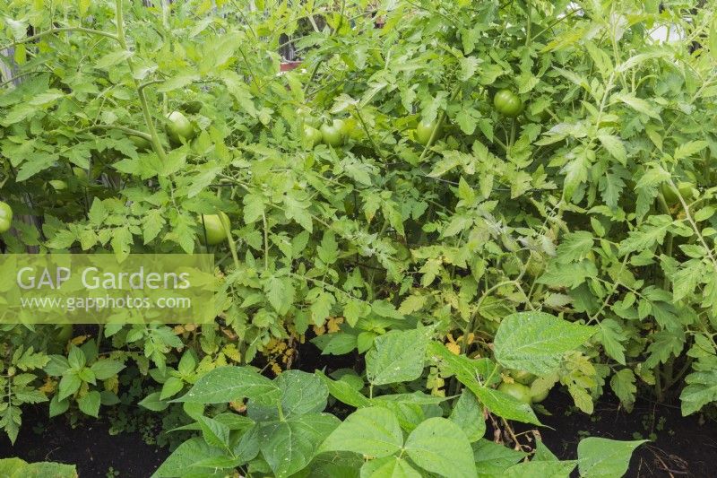 Phaseolus vulgaris - Yellow Wax Beans and Lycopersicon esculentum - Tomato plants in vegetable plot in summer.