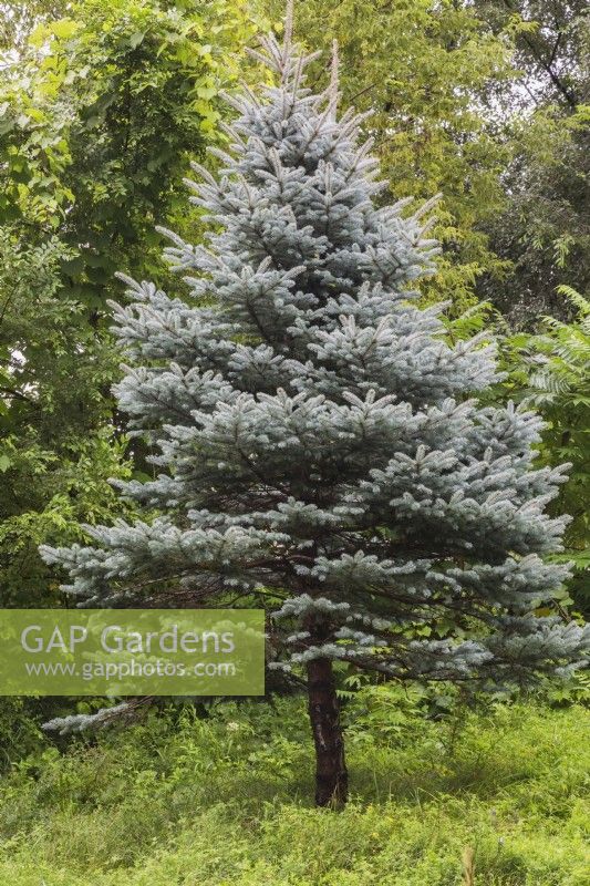 Picea pungens - Colorado Blue Spruce tree in summer.