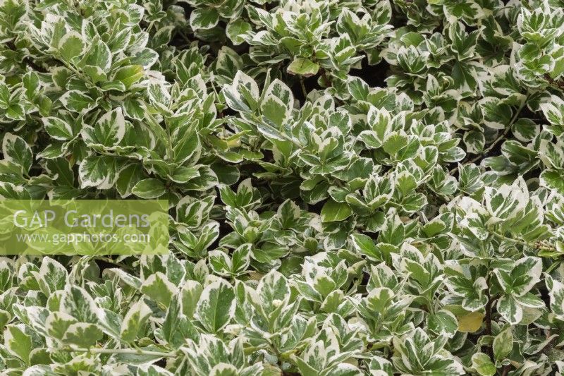 Euonymus fortunei 'Emerald Gaiety' - Wintercreeper in summer.