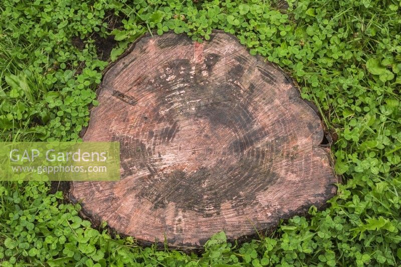 Cut deciduous tree stump surrounded by Centella asiatica - Gotu Kola in summer.