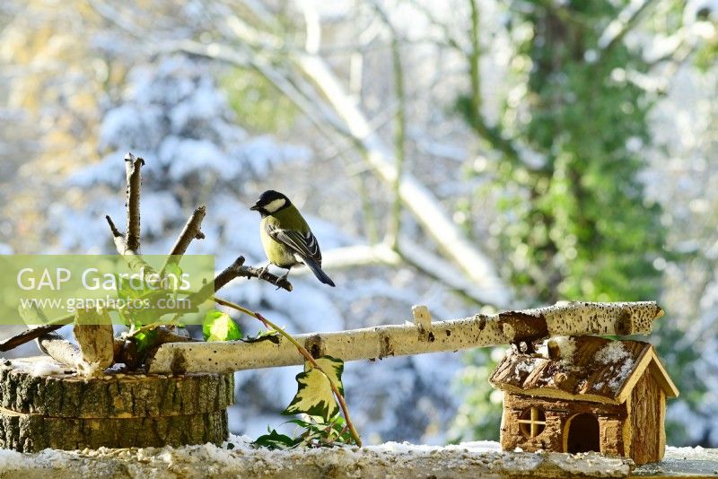 Parus major - Great Tit perched on branch of birch in winter. View from balcony onto the garden.
