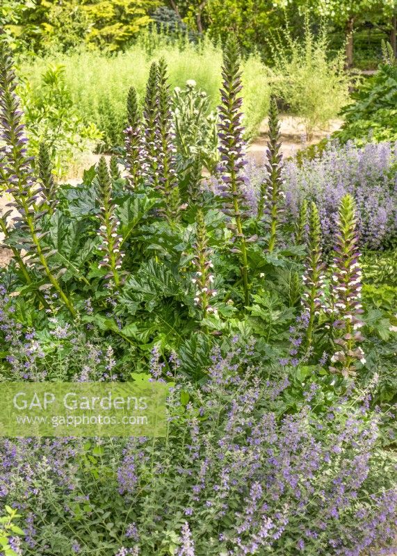 Perennial border with Acanthus mollis, summer August