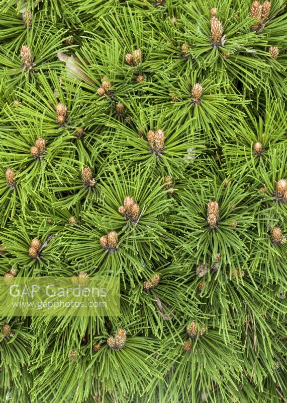 Pinus heldreichii Schmidtii, spring May