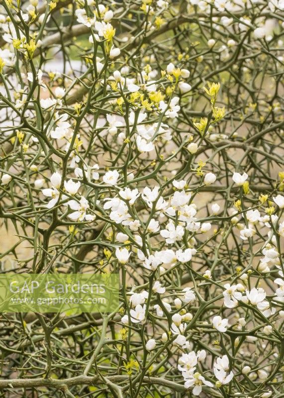 Poncirus trifoliata, spring May