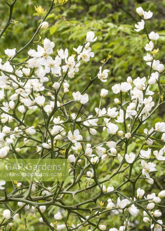 Poncirus trifoliata, spring May