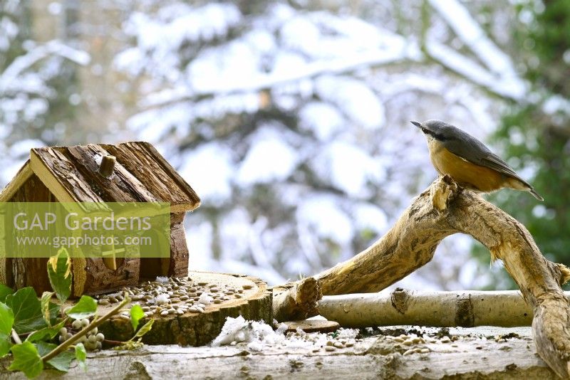 Sitta europaea - Nuthatch perched on branch on balcony in winter. View from balcony onto the garden.