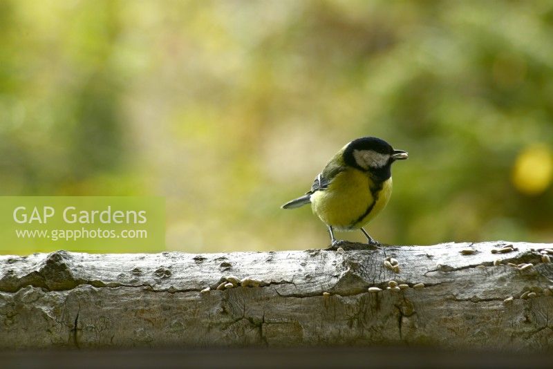 Parus major - Great Tit eating sunflower seeds on the bark of a tree on the balcony.
