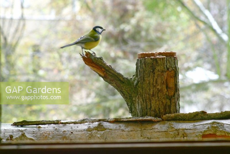 Parus major - Great Tit perched on tree stump on balcony in winter.
