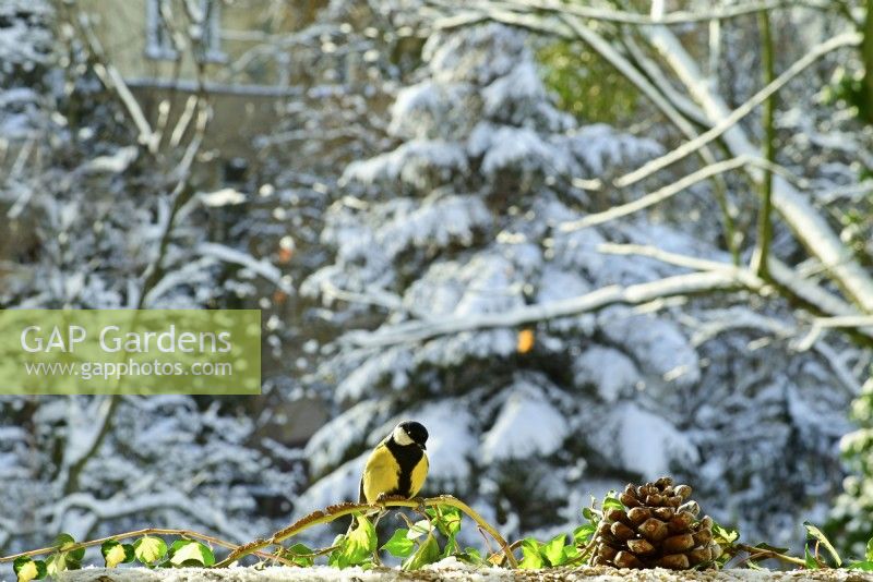 Parus major - Great Tit perched on ivy  branch on balcony and pine cone in winter. view from the balcony onto the garden.