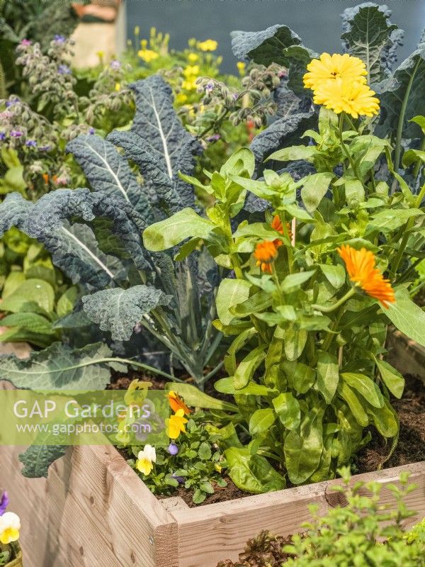 Planting with annuals, herbs and vegetables in raised bed, summer July
