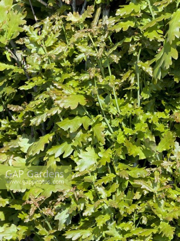 Quercus robur Menhir, spring May