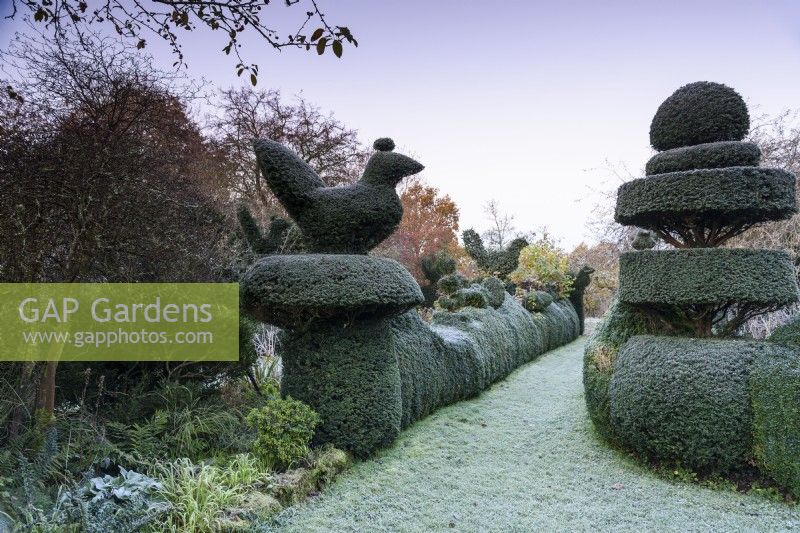 Yew topiary in the garden at Balmoral Cottage, Kent in December