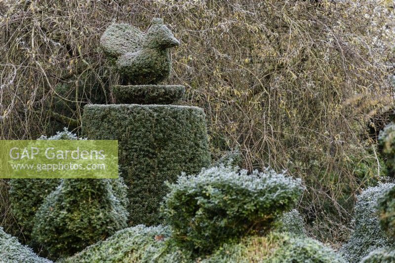 Topiary yew bird in the garden at Balmoral Cottage, Kent in December