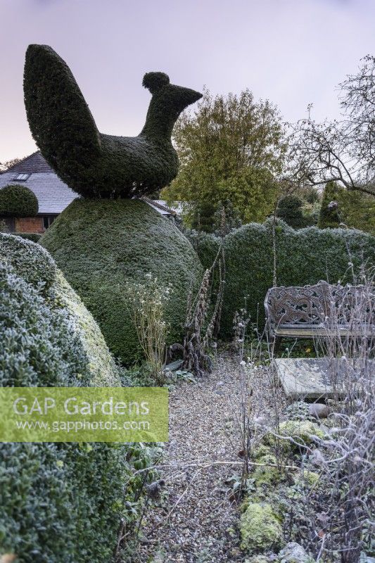 Topiary yew bird perched on a hedge at Balmoral Cottage, Kent in December