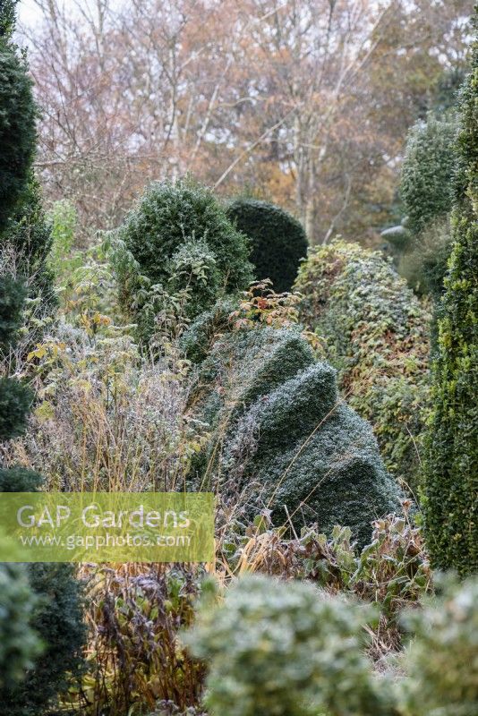 Clipped box in the garden of Balmoral Cottage, Kent in December