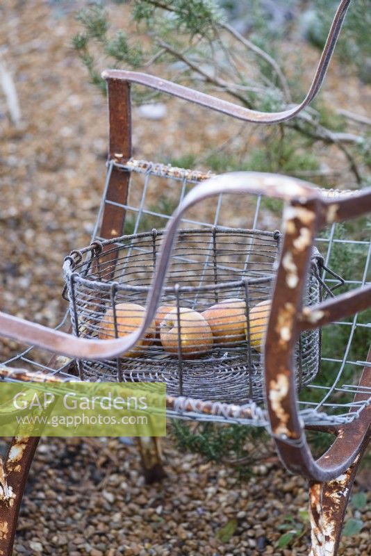 Apples in a wire basket on a frosty December morning.