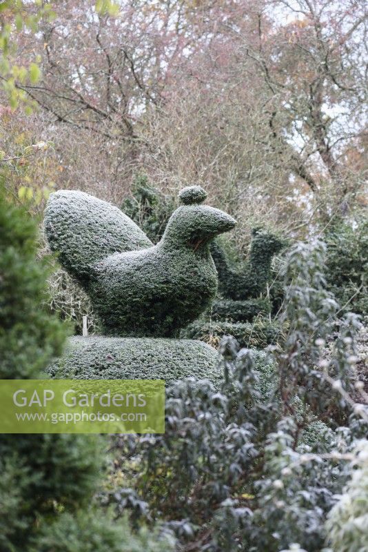 Topiary yew bird in the garden at Balmoral Cottage, Kent in December