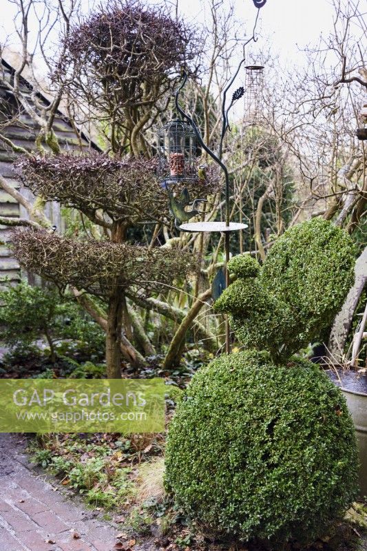 Topiary box bird and clipped hawthorn in the garden at Balmoral Cottage, Kent in December