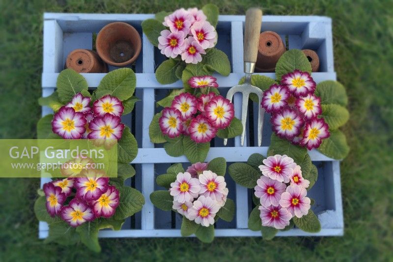 Polyanthus in blue plant box ready for planting out February Winter