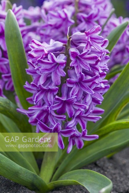Hyacinthus orientalis 'Purple Voice'. March