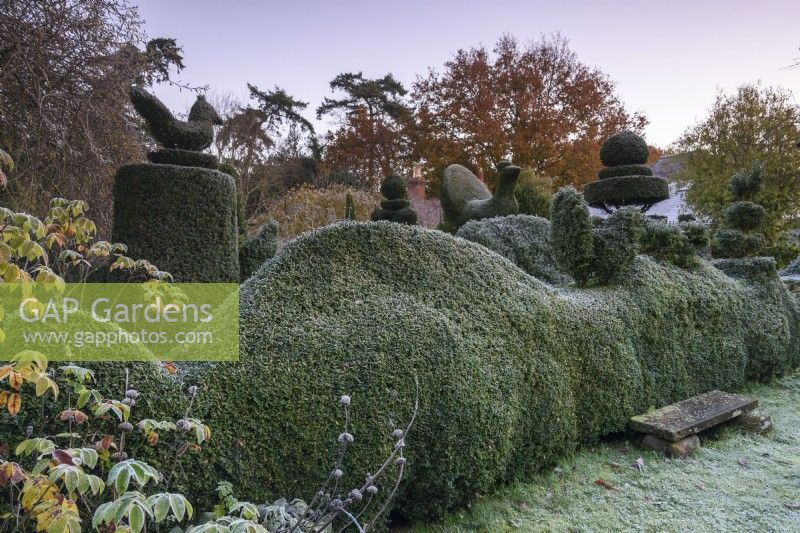 Clipped box hedge surrounded by yew topiary including birds at Balmoral Cottage, Kent in December