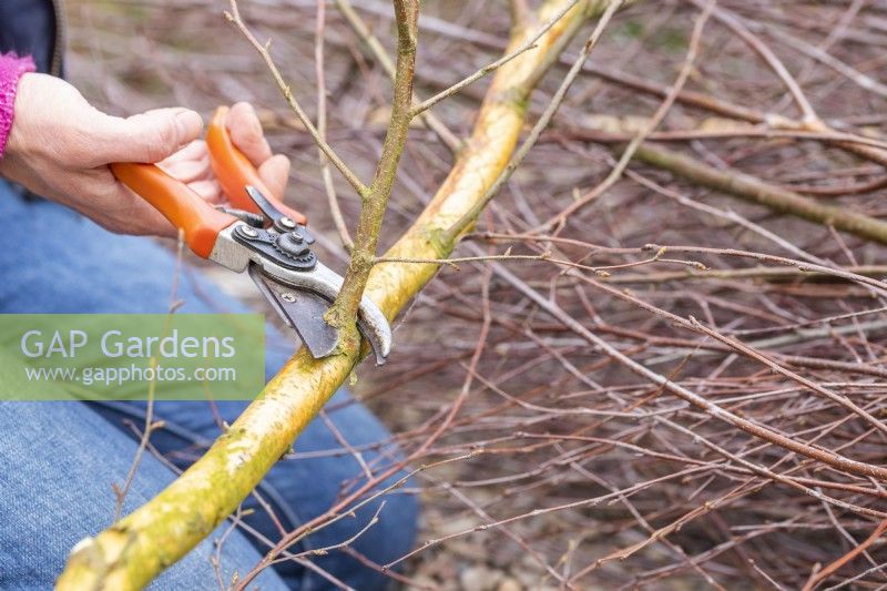 Woman pruning all side shoots off of the bottom half of the birch sticks