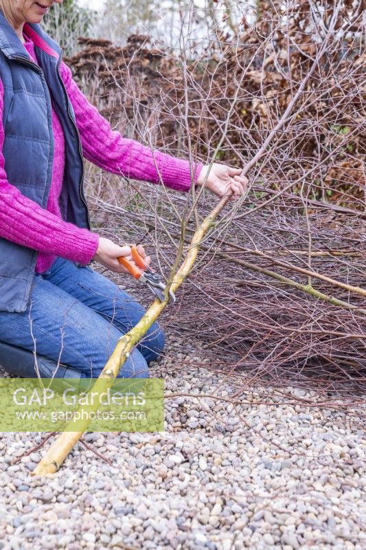 Woman pruning all side shoots off of the bottom half of the Birch sticks