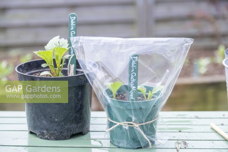 Dahlia cuttings in pot with plastic bag tied over the top of it