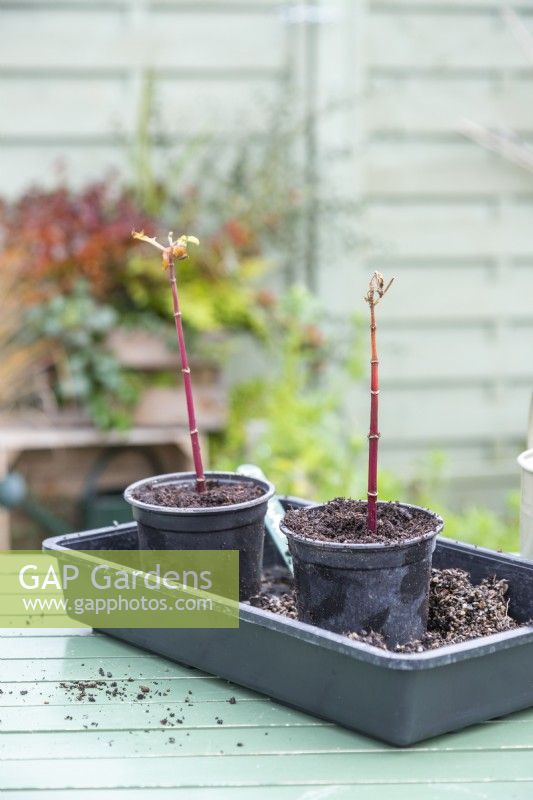 Rooted Dahlia cuttings planted in individual pots