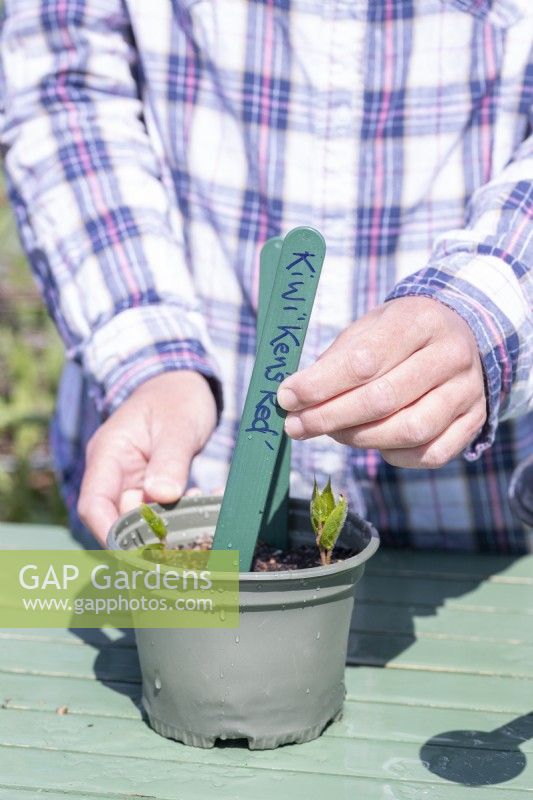 Woman placing label in with Kiwi cuttings