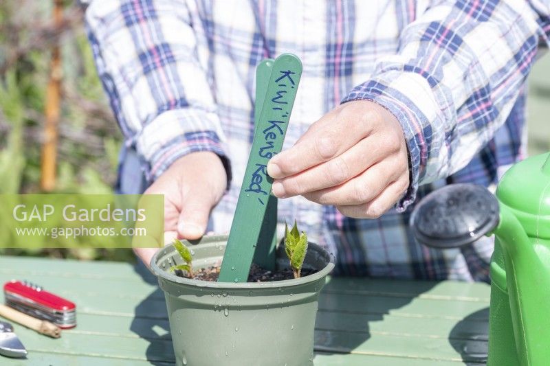 Woman placing label in with Kiwi cuttings