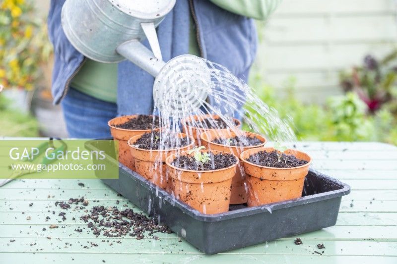 Woman watering rooted Nepeta cuttings