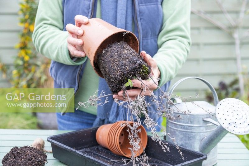 Woman removing Nepeta cuttings from pot - exposing the roots