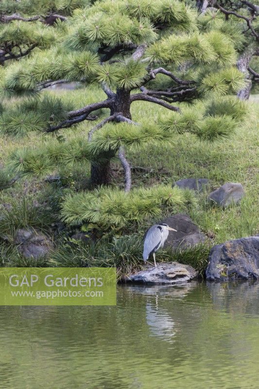 Heron standing on stone on lakeside edge