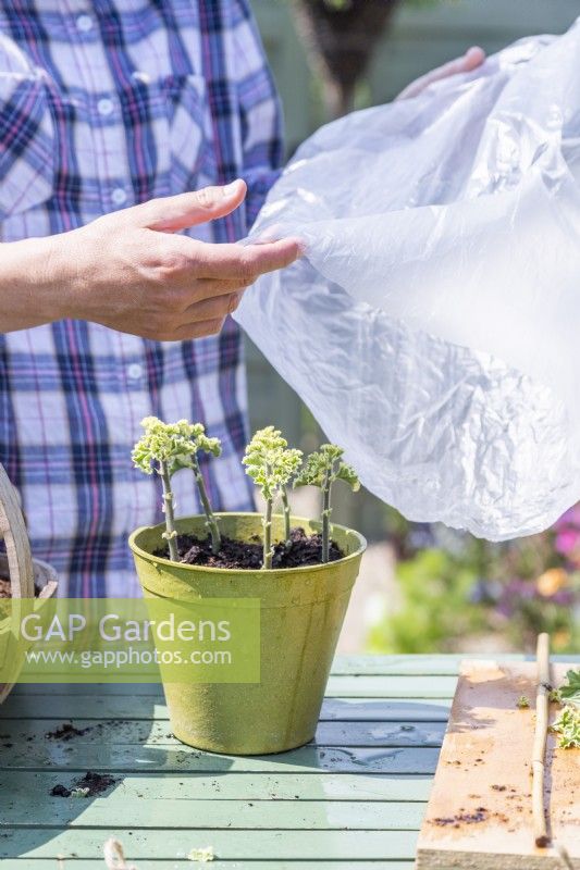 Woman placing plastic bag over pelargonium cuttings