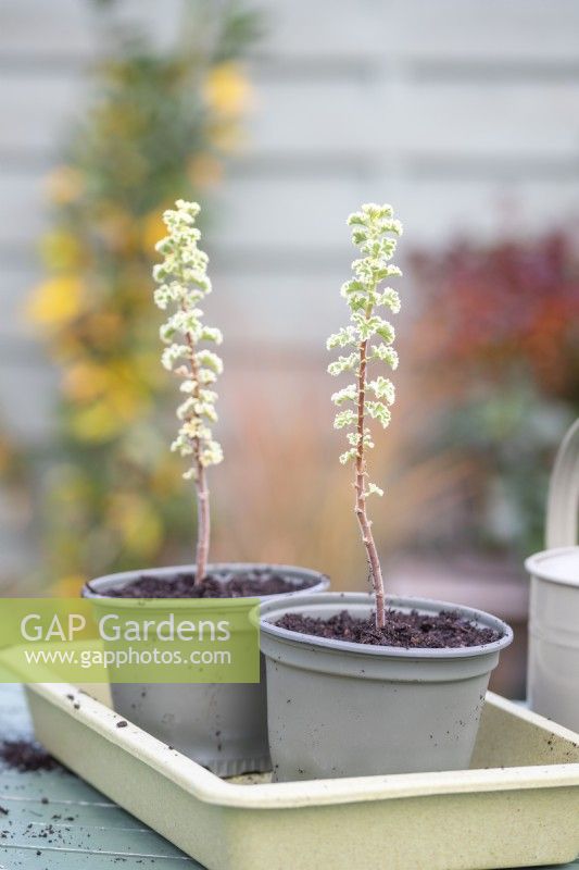 Rooted Pelargonium crispum variegatum cuttings planted in individual pots