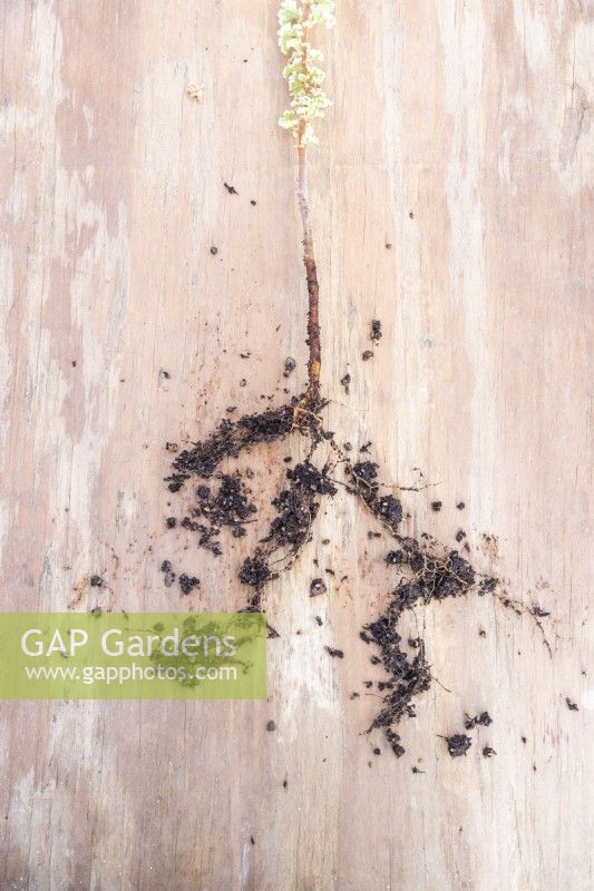 Pelargonium crispum variegatum cutting on wooden board with roots exposed