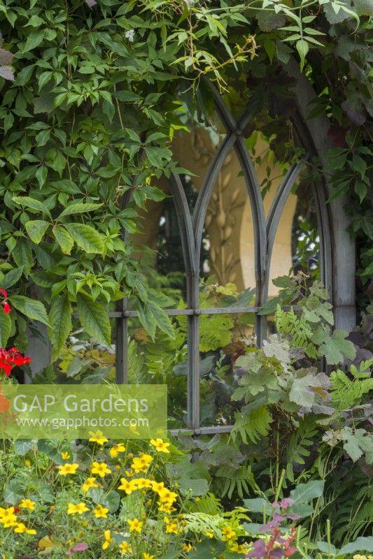 Gothic style faux leaded window set amongst foliage on a fence with refection of garden. Vitis vinifera 'Purpurea', Parthenocissus quinquefolia. July