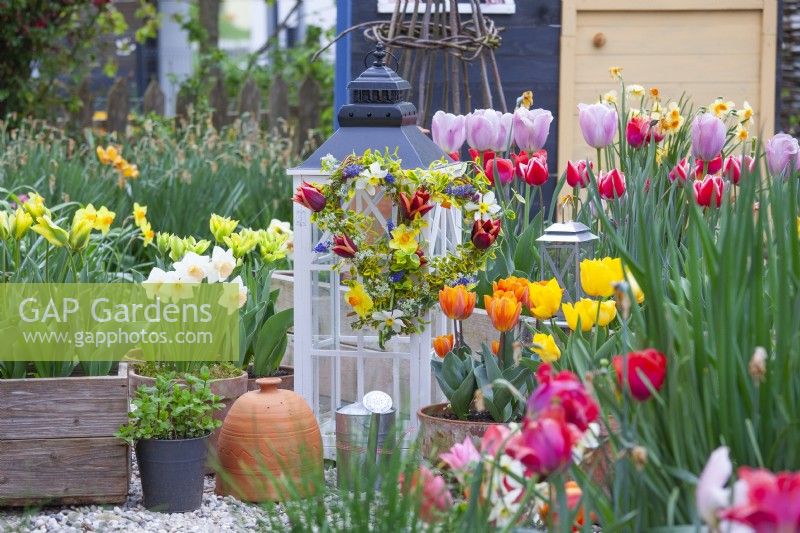 Spring garden with tulips and daffodils in containers and heart shaped wreath made of tulips, daffodils, muscari and golden Japanese Euonymus hanging from a small greenhouse.