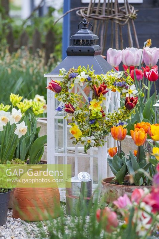 Spring garden with tulips and daffodils in containers and heart shaped wreath made of tulips, daffodils, muscari and golden Japanese Euonymus hanging from a small greenhouse.